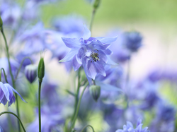 Orlik, Niebieski, Kwiat